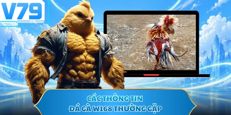 Các thông tin đá gà W168 thường gặp