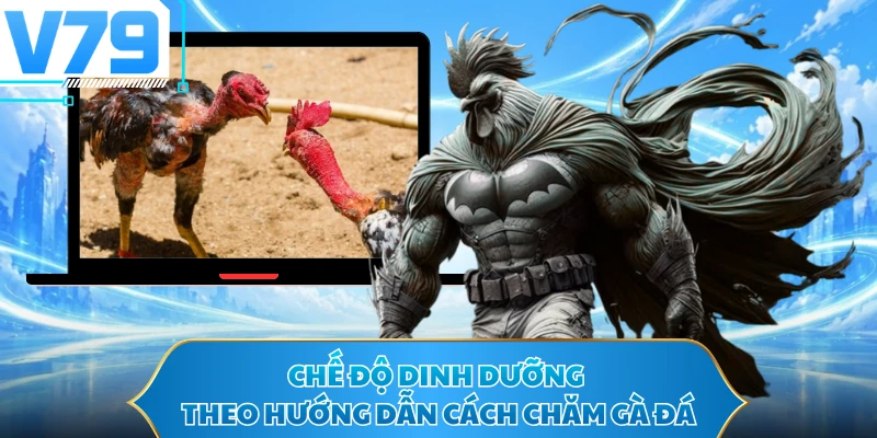 Chế độ dinh dưỡng theo hướng dẫn cách chăm gà đá