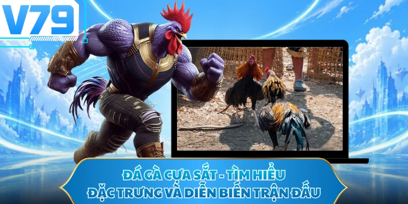 Đá Gà Cựa Sắt - Tìm Hiểu Đặc Trưng Và Diễn Biến Trận Đấu