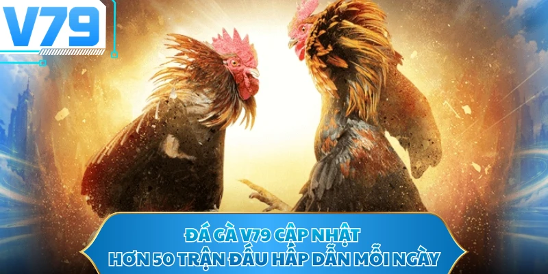 Đá gà V79 cập nhật hơn 50 trận đấu hấp dẫn mỗi ngày