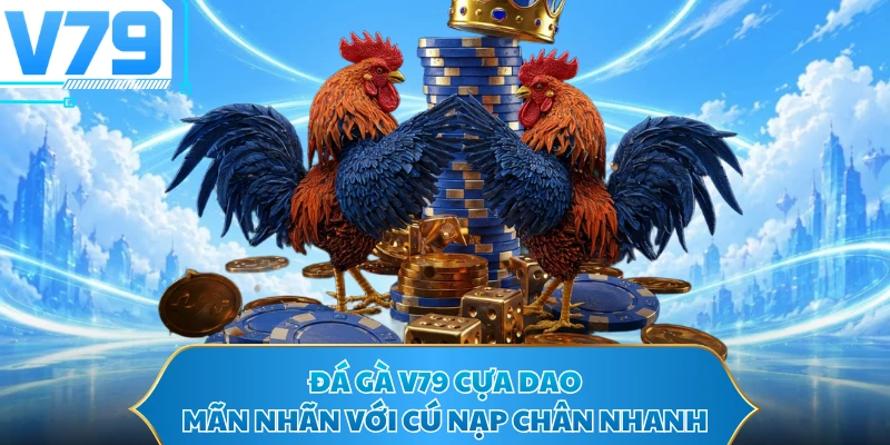 Đá gà V79 cựa dao mãn nhãn với cú nạp chân nhanh