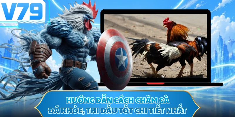 Hướng Dẫn Cách Chăm Gà Đá Khỏe, Thi Đấu Tốt Chi Tiết Nhất