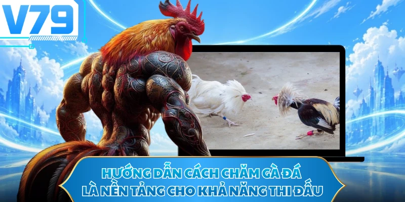 Hướng dẫn cách chăm gà đá là nền tảng cho khả năng thi đấu