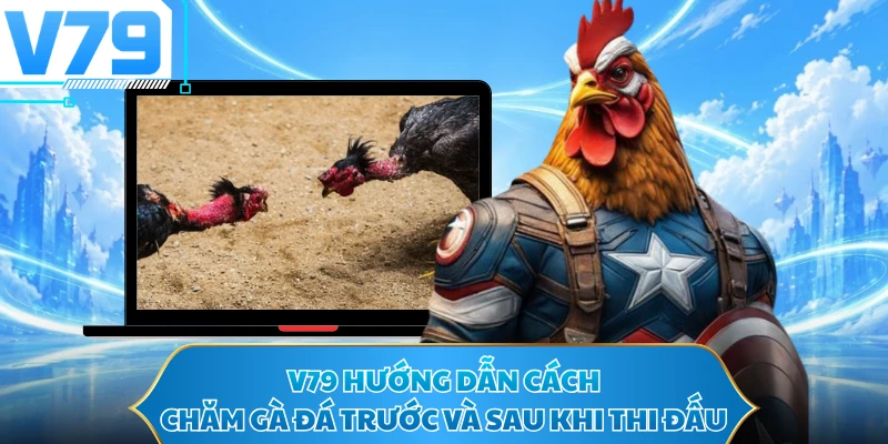 V79 hướng dẫn cách chăm gà đá trước và sau khi thi đấu